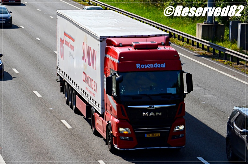 DSC_6689.JPG Rose.JPG