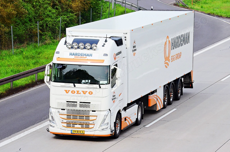 DSC_5917 HARDEMAN EGG GROUP.JPG